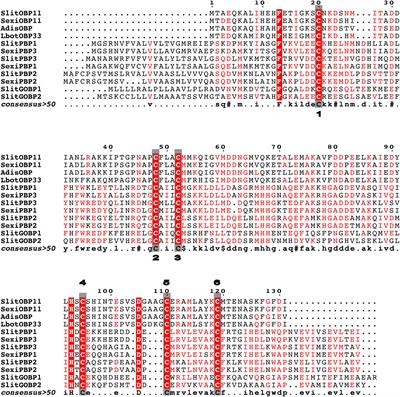 Identification and Functional Analysis of SlitOBP11 From Spodoptera litura